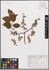 Foto von Salix caprea L.
